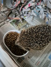 Stekel heeft honger